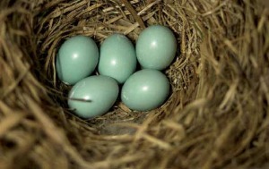 Bluebird eggs blue